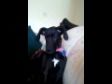 Puppy Head Tilt