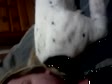 snoozing
